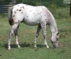 Walkaloosa лошадь, происходящих в Соединенных Штатах Америки